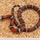 Nelsons milksnake for sale