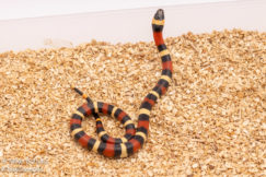 Apricot Pueblan milksnake for sale