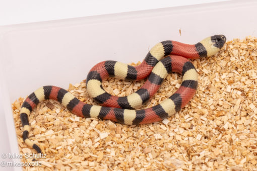 Pueblan Milksnake for sale