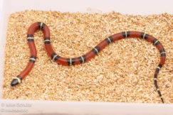 Sinaloan Milksnake for sale