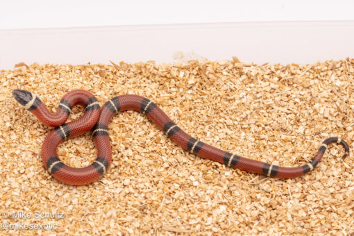 Sinaloan Milksnake for sale