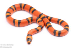 Tangerine Honduran milksnake for sale