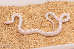 Albino black and white california kingsnake for sale