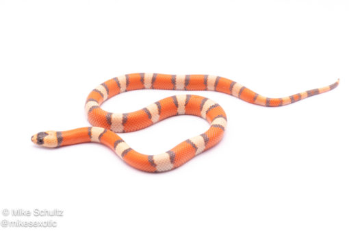 Hypo Tricolor honduran milksnake for sale