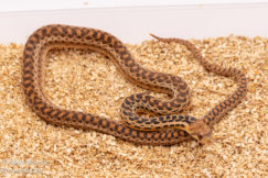 Applegate gopher snake for sale