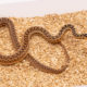 Applegate Gopher snake for sale