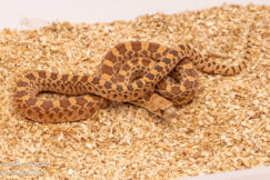 Red bullsnake for sale