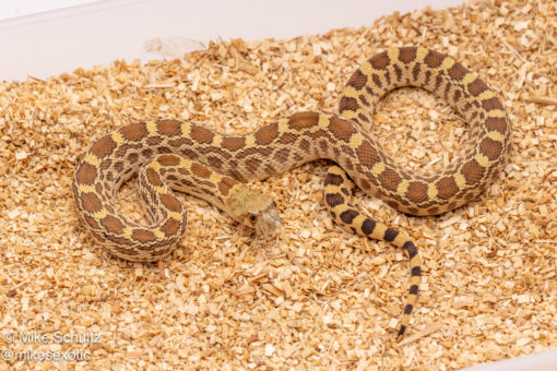 Bullsnake for sale