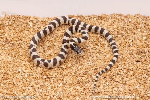 california kingsnake for sale