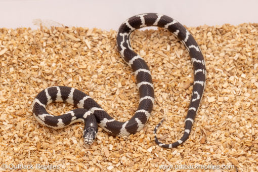 california kingsnake for sale