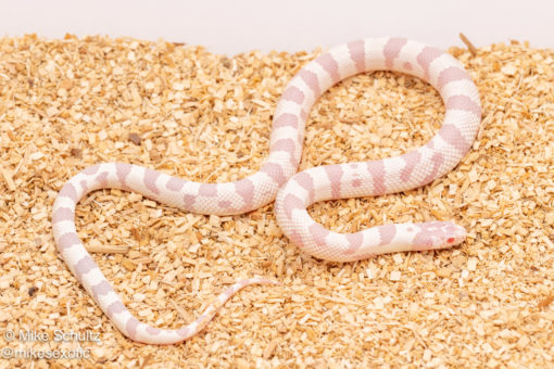 Albino black and white california kingsnake for sale