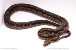 Hypo Inca het blood boa for sale