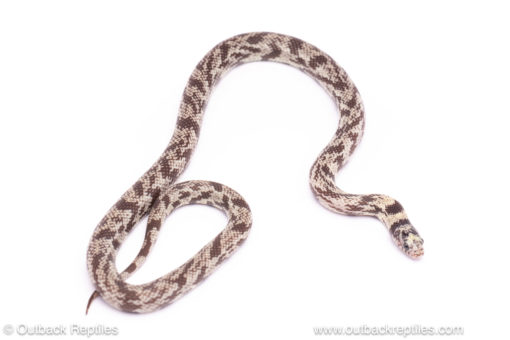 ghost california kingsnake for sale