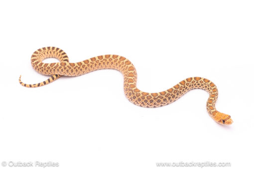 stillwater hypo bull snake for sale