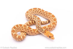 stillwater hypo bull snake for sale