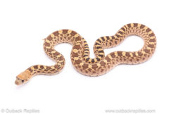 Red bull snake for sale