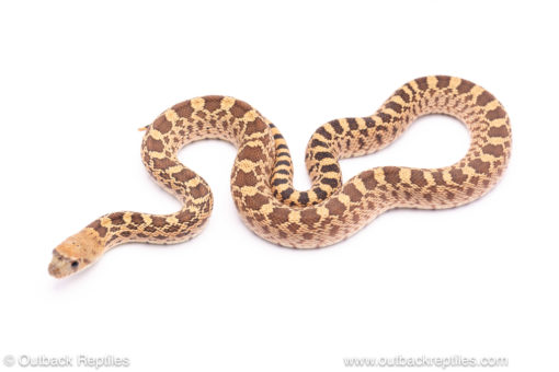 Red bull snake for sale