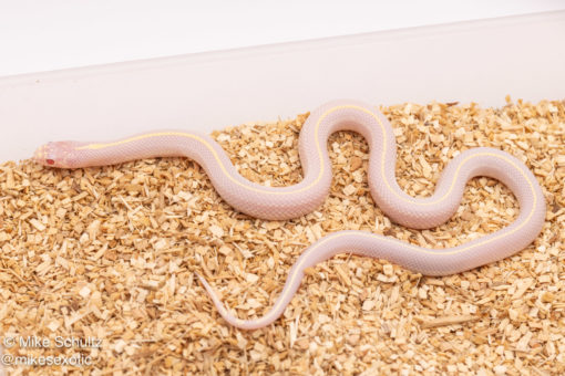 Albino striped california kingsnake for sale