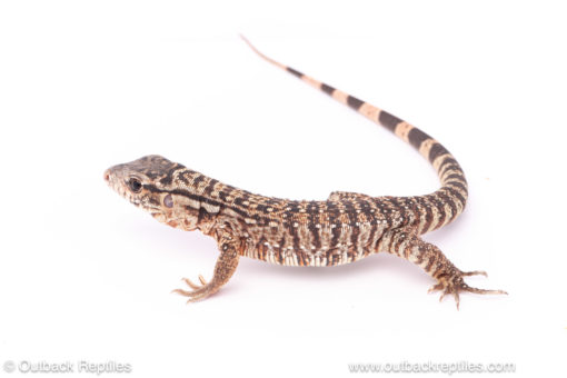 Argentine red tegu for sale