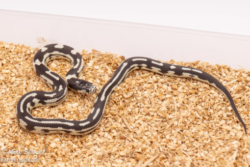 california kingsnake for sale