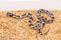 california kingsnake for sale