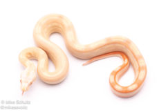 Albino motley redtail boa for sale