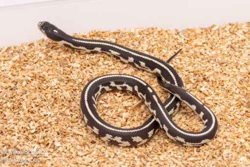 california kingsnake for sale