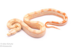 Albino motley red tail boa for sale