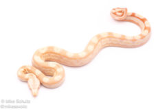 albino motley redtail boa for sale