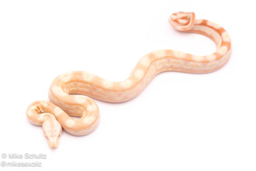 albino motley redtail boa for sale