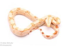 albino redtail boa for sale