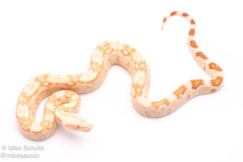 Albino redtail boa for sale