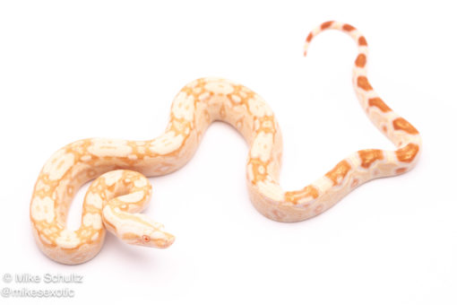 Albino redtail boa for sale