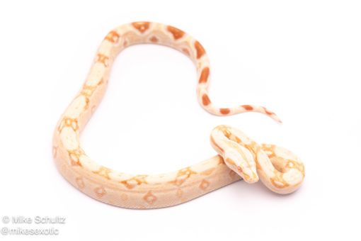 albino redtail boa for sale