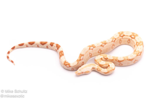 Albino redtail boa for sale