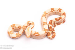 Sunglow redtail boa for sale