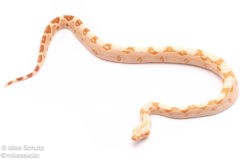 Sunglow redtail boa for sale