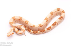 Sunglow redtail boa for sale