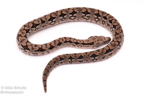 Dumerils boa for sale