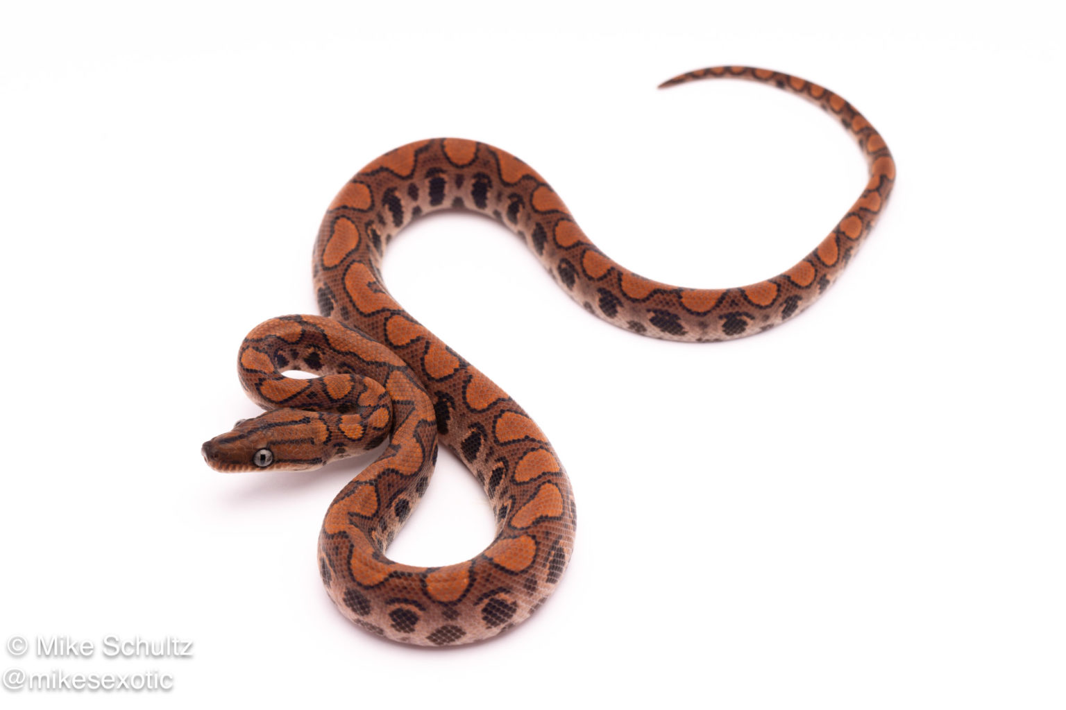 Poss. het. Albino Brazilian Rainbow Boa – Female | Outback Reptiles