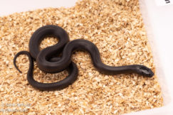 Mexican black kingsnake for sale