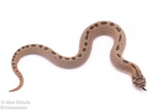 Super arctic conda het toffee western hognose snake for sale