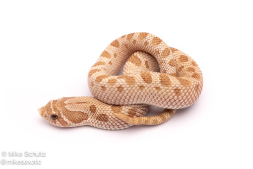 western hognose snake for sale