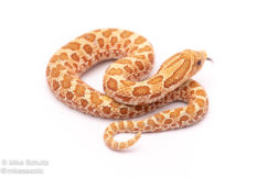 Toffee Belly western hognose snake for sale