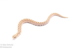 western hognose snake for sale