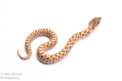 western hognose snake for sale