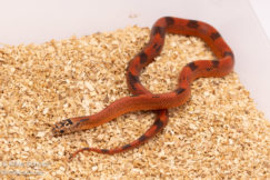 blaze goini kingsnake for sale