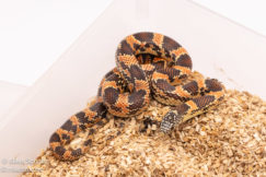 Goini kingsnake for sale