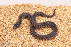 Axanthic desert kingsnake for sale