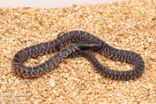 axanthic desert kingsnake for sale